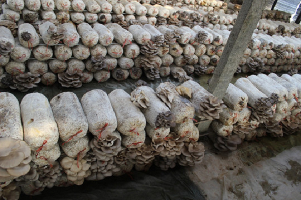 大棚種植使用蒸汽模塊爐維持溫度! 大棚種植使用蒸汽模塊爐維持溫度!